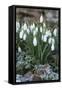 Snowdrops in Frost, Cotswolds, Gloucestershire, England, United Kingdom, Europe-Stuart Black-Framed Stretched Canvas