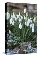Snowdrops in Frost, Cotswolds, Gloucestershire, England, United Kingdom, Europe-Stuart Black-Stretched Canvas