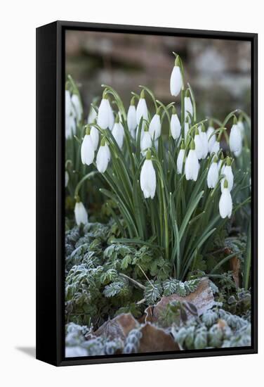 Snowdrops in Frost, Cotswolds, Gloucestershire, England, United Kingdom, Europe-Stuart Black-Framed Stretched Canvas