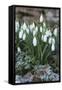 Snowdrops in Frost, Cotswolds, Gloucestershire, England, United Kingdom, Europe-Stuart Black-Framed Stretched Canvas