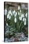 Snowdrops in Frost, Cotswolds, Gloucestershire, England, United Kingdom, Europe-Stuart Black-Stretched Canvas