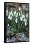 Snowdrops in Frost, Cotswolds, Gloucestershire, England, United Kingdom, Europe-Stuart Black-Framed Stretched Canvas