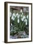 Snowdrops in Frost, Cotswolds, Gloucestershire, England, United Kingdom, Europe-Stuart Black-Framed Premium Photographic Print