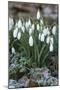 Snowdrops in Frost, Cotswolds, Gloucestershire, England, United Kingdom, Europe-Stuart Black-Mounted Premium Photographic Print