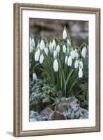 Snowdrops in Frost, Cotswolds, Gloucestershire, England, United Kingdom, Europe-Stuart Black-Framed Photographic Print