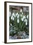 Snowdrops in Frost, Cotswolds, Gloucestershire, England, United Kingdom, Europe-Stuart Black-Framed Photographic Print