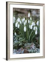 Snowdrops in Frost, Cotswolds, Gloucestershire, England, United Kingdom, Europe-Stuart Black-Framed Photographic Print