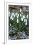 Snowdrops in Frost, Cotswolds, Gloucestershire, England, United Kingdom, Europe-Stuart Black-Framed Photographic Print