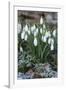 Snowdrops in Frost, Cotswolds, Gloucestershire, England, United Kingdom, Europe-Stuart Black-Framed Photographic Print