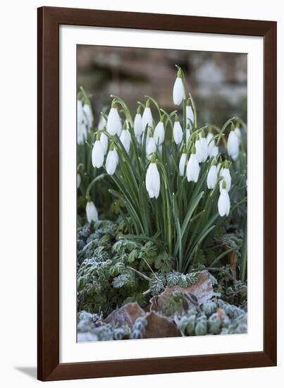 Snowdrops in Frost, Cotswolds, Gloucestershire, England, United Kingdom, Europe-Stuart Black-Framed Photographic Print