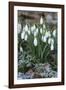 Snowdrops in Frost, Cotswolds, Gloucestershire, England, United Kingdom, Europe-Stuart Black-Framed Photographic Print