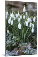 Snowdrops in Frost, Cotswolds, Gloucestershire, England, United Kingdom, Europe-Stuart Black-Mounted Photographic Print