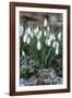 Snowdrops in Frost, Cotswolds, Gloucestershire, England, United Kingdom, Europe-Stuart Black-Framed Photographic Print