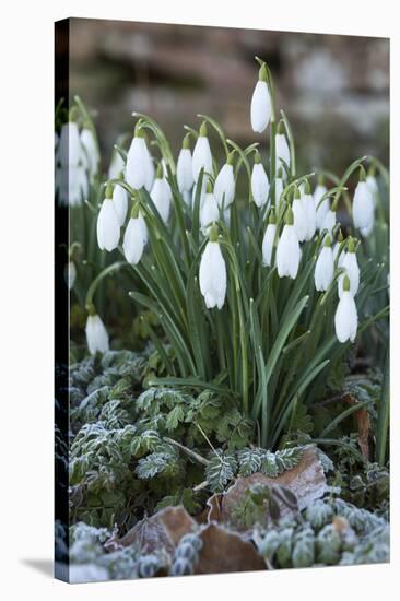 Snowdrops in Frost, Cotswolds, Gloucestershire, England, United Kingdom, Europe-Stuart Black-Stretched Canvas