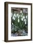 Snowdrops in Frost, Cotswolds, Gloucestershire, England, United Kingdom, Europe-Stuart Black-Framed Photographic Print