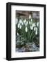 Snowdrops in Frost, Cotswolds, Gloucestershire, England, United Kingdom, Europe-Stuart Black-Framed Photographic Print