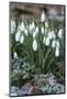 Snowdrops in Frost, Cotswolds, Gloucestershire, England, United Kingdom, Europe-Stuart Black-Mounted Photographic Print