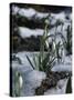 Snowdrops in Spring-Woolfitt Adam-Stretched Canvas