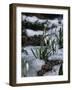 Snowdrops in Spring-Woolfitt Adam-Framed Photographic Print