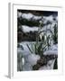 Snowdrops in Spring-Woolfitt Adam-Framed Photographic Print