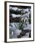 Snowdrops in Spring-Woolfitt Adam-Framed Photographic Print