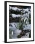 Snowdrops in Spring-Woolfitt Adam-Framed Photographic Print