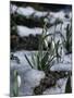 Snowdrops in Spring-Woolfitt Adam-Mounted Photographic Print