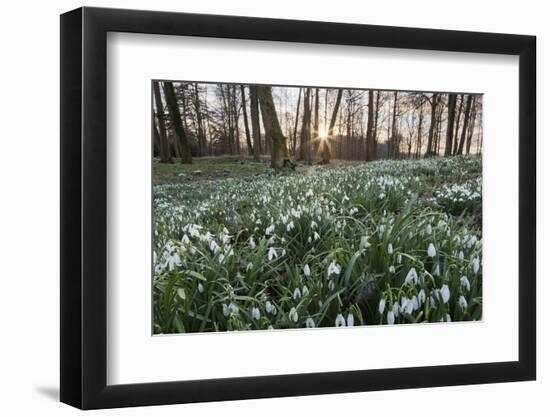 Snowdrops in Woodland at Sunset, Near Stow-On-The-Wold, Cotswolds, Gloucestershire, England-Stuart Black-Framed Photographic Print