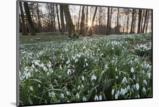 Snowdrops in Woodland at Sunset, Near Stow-On-The-Wold, Cotswolds, Gloucestershire, England-Stuart Black-Mounted Photographic Print