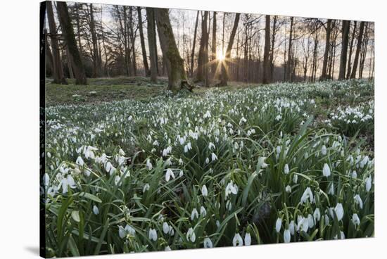 Snowdrops in Woodland at Sunset, Near Stow-On-The-Wold, Cotswolds, Gloucestershire, England-Stuart Black-Stretched Canvas