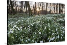 Snowdrops in Woodland at Sunset, Near Stow-On-The-Wold, Cotswolds, Gloucestershire, England-Stuart Black-Stretched Canvas