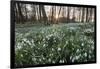 Snowdrops in Woodland at Sunset, Near Stow-On-The-Wold, Cotswolds, Gloucestershire, England-Stuart Black-Framed Photographic Print