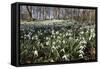 Snowdrops in Woodland, Near Stow-On-The-Wold, Cotswolds, Gloucestershire, England, UK-Stuart Black-Framed Stretched Canvas