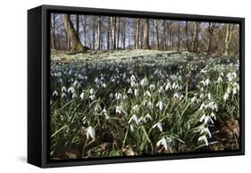 Snowdrops in Woodland, Near Stow-On-The-Wold, Cotswolds, Gloucestershire, England, UK-Stuart Black-Framed Stretched Canvas