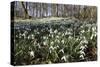 Snowdrops in Woodland, Near Stow-On-The-Wold, Cotswolds, Gloucestershire, England, UK-Stuart Black-Stretched Canvas