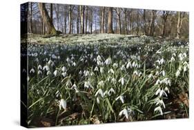 Snowdrops in Woodland, Near Stow-On-The-Wold, Cotswolds, Gloucestershire, England, UK-Stuart Black-Stretched Canvas