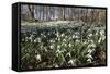 Snowdrops in Woodland, Near Stow-On-The-Wold, Cotswolds, Gloucestershire, England, UK-Stuart Black-Framed Stretched Canvas