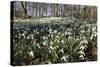 Snowdrops in Woodland, Near Stow-On-The-Wold, Cotswolds, Gloucestershire, England, UK-Stuart Black-Stretched Canvas