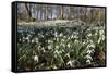 Snowdrops in Woodland, Near Stow-On-The-Wold, Cotswolds, Gloucestershire, England, UK-Stuart Black-Framed Stretched Canvas