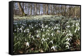 Snowdrops in Woodland, Near Stow-On-The-Wold, Cotswolds, Gloucestershire, England, UK-Stuart Black-Framed Stretched Canvas