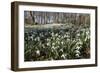 Snowdrops in Woodland, Near Stow-On-The-Wold, Cotswolds, Gloucestershire, England, UK-Stuart Black-Framed Premium Photographic Print