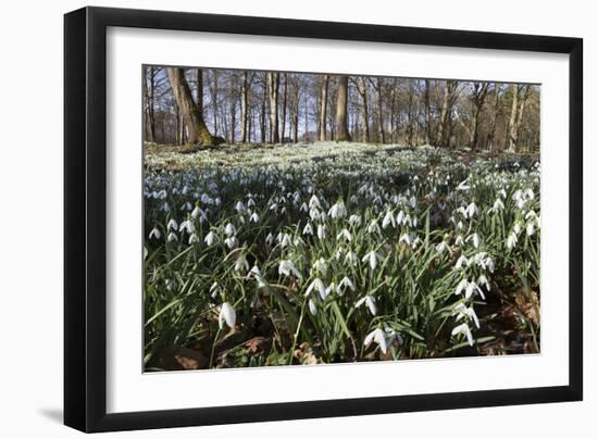 Snowdrops in Woodland, Near Stow-On-The-Wold, Cotswolds, Gloucestershire, England, UK-Stuart Black-Framed Premium Photographic Print