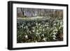 Snowdrops in Woodland, Near Stow-On-The-Wold, Cotswolds, Gloucestershire, England, UK-Stuart Black-Framed Photographic Print