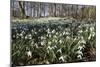 Snowdrops in Woodland, Near Stow-On-The-Wold, Cotswolds, Gloucestershire, England, UK-Stuart Black-Mounted Photographic Print