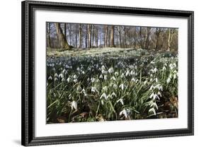 Snowdrops in Woodland, Near Stow-On-The-Wold, Cotswolds, Gloucestershire, England, UK-Stuart Black-Framed Photographic Print