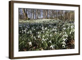 Snowdrops in Woodland, Near Stow-On-The-Wold, Cotswolds, Gloucestershire, England, UK-Stuart Black-Framed Photographic Print