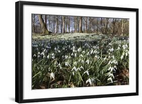 Snowdrops in Woodland, Near Stow-On-The-Wold, Cotswolds, Gloucestershire, England, UK-Stuart Black-Framed Photographic Print