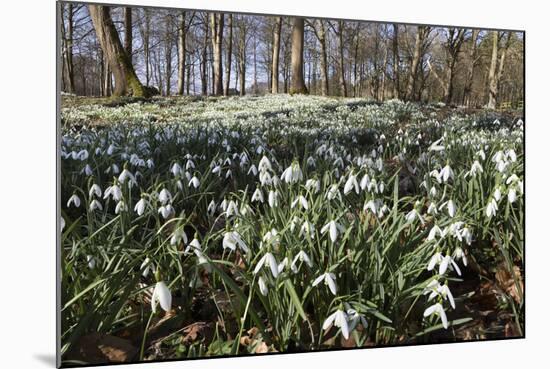 Snowdrops in Woodland, Near Stow-On-The-Wold, Cotswolds, Gloucestershire, England, UK-Stuart Black-Mounted Photographic Print