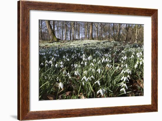 Snowdrops in Woodland, Near Stow-On-The-Wold, Cotswolds, Gloucestershire, England, UK-Stuart Black-Framed Photographic Print