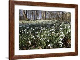 Snowdrops in Woodland, Near Stow-On-The-Wold, Cotswolds, Gloucestershire, England, UK-Stuart Black-Framed Photographic Print